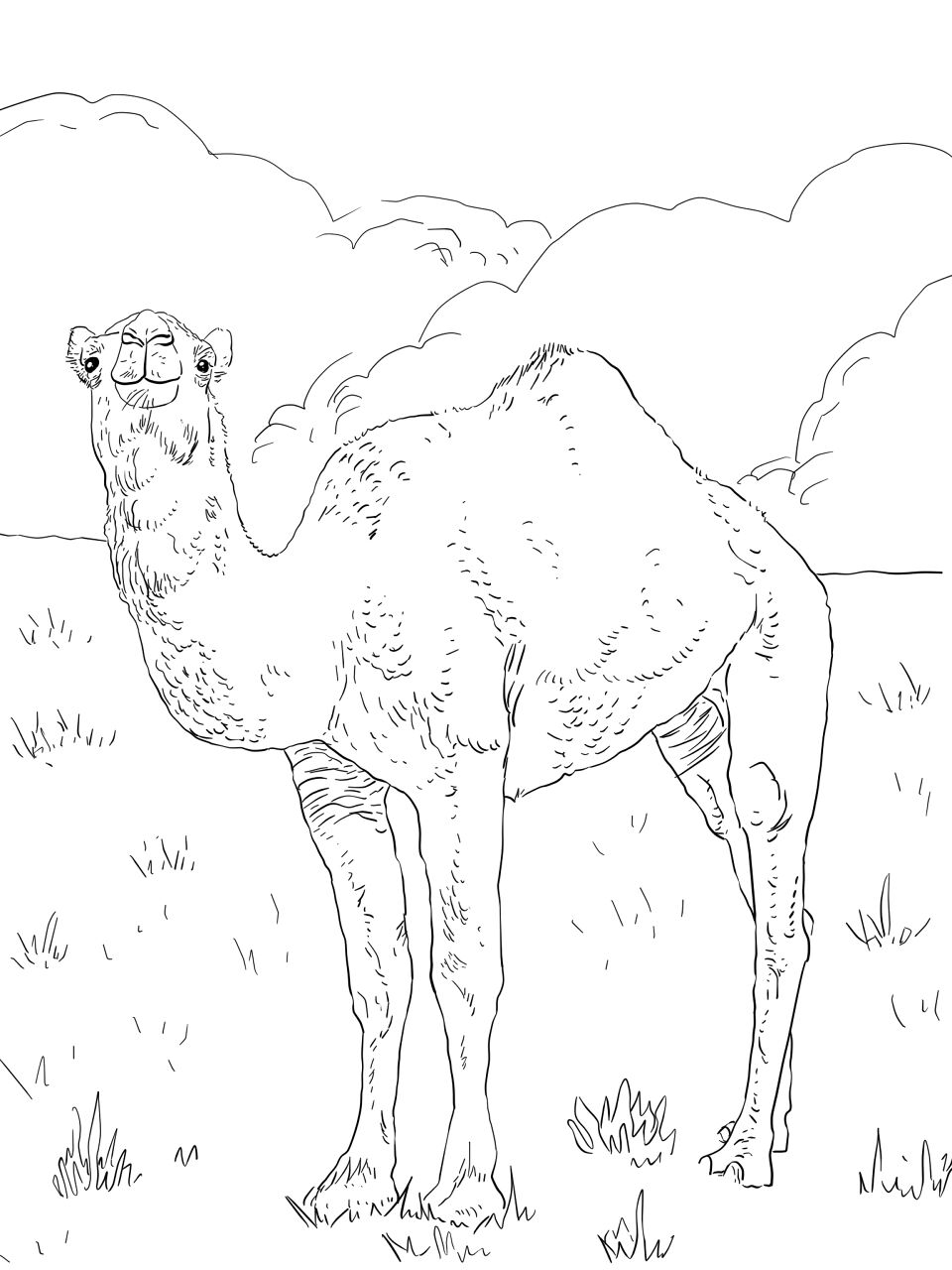 Desenho de Camelos para colorir