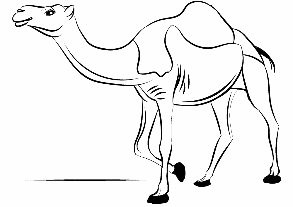 Desenho de Camelos para colorir
