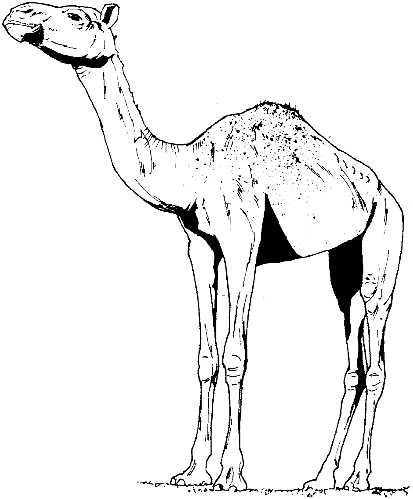 Desenho de Camelos para colorir