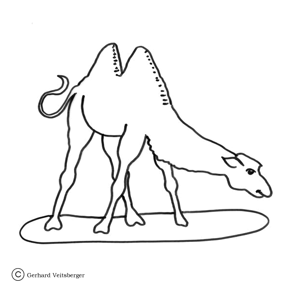 Desenho de Camelos para colorir