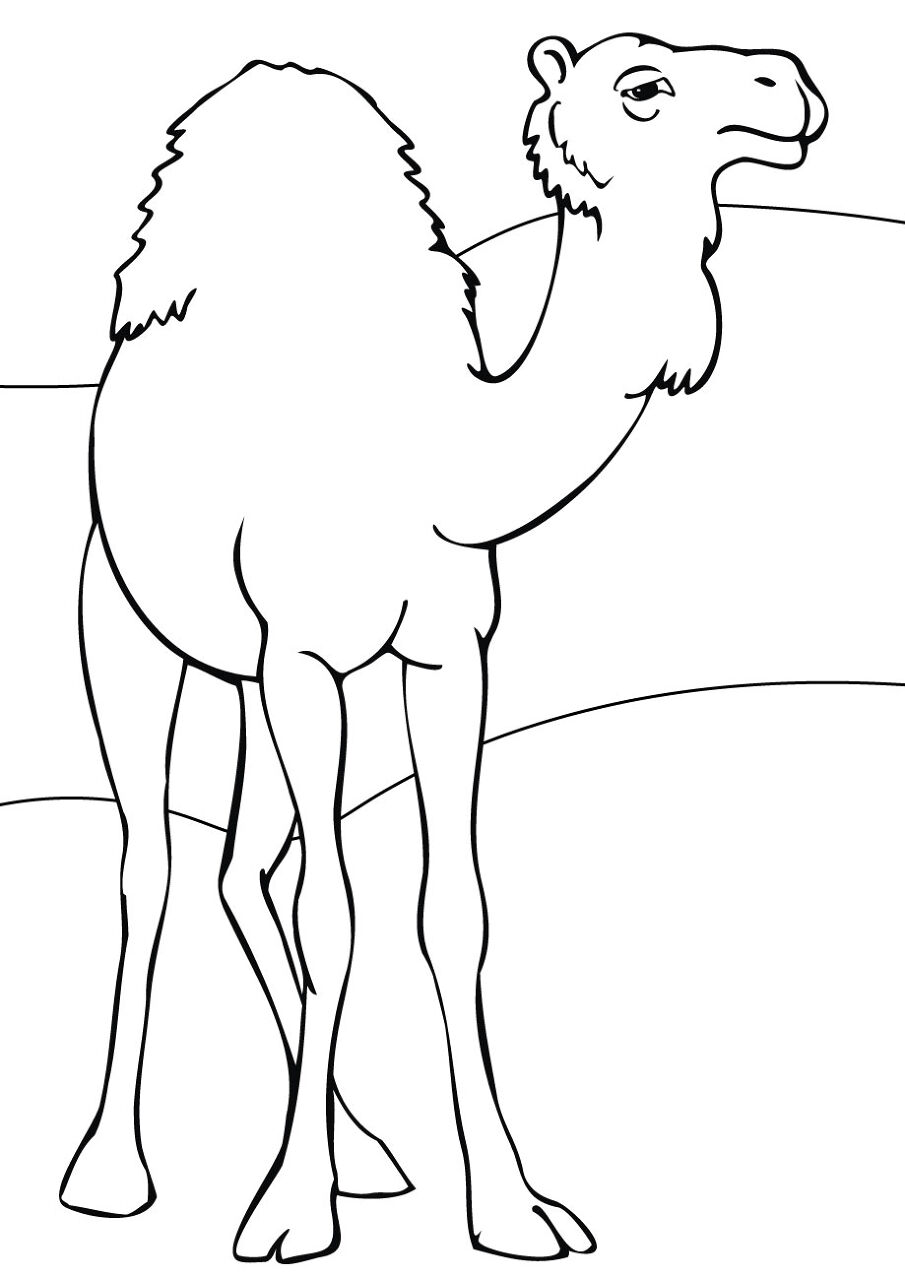 Desenho de Camelos para colorir