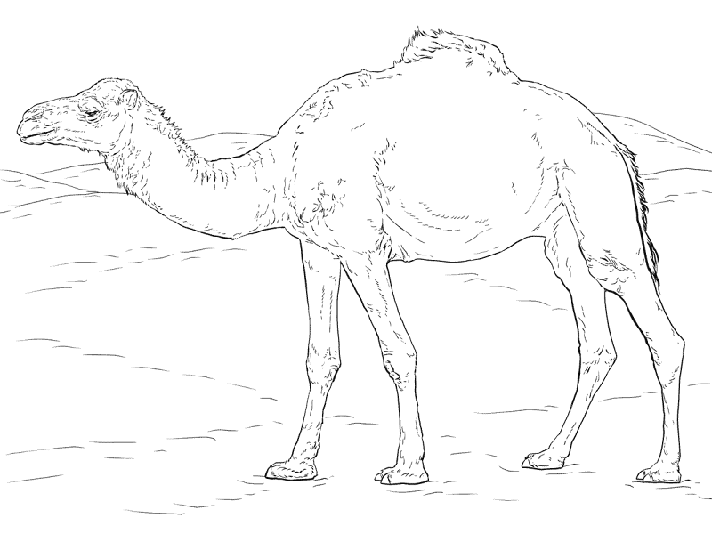 Desenho de Camelos para colorir