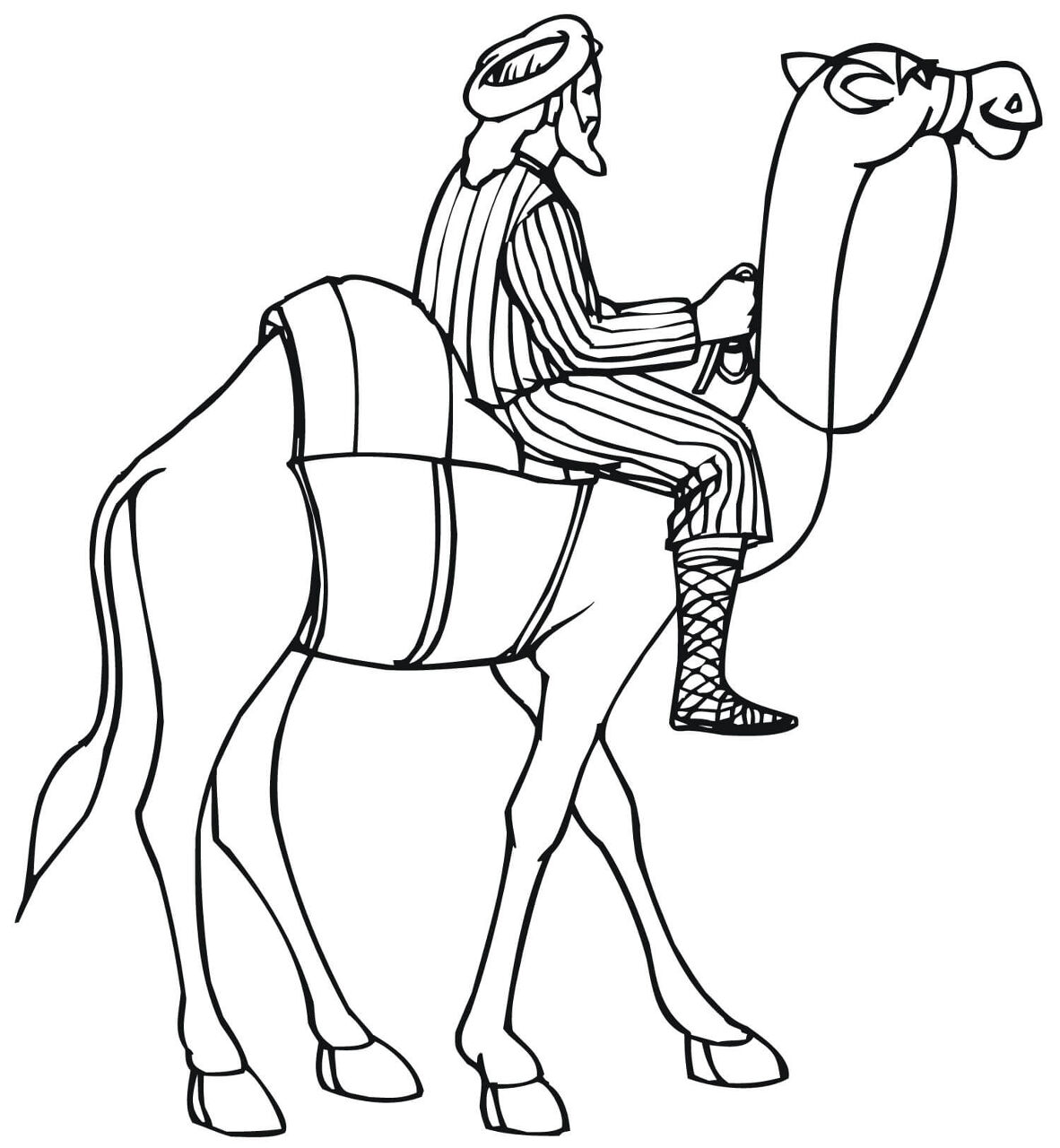 Desenho de Camelos para colorir