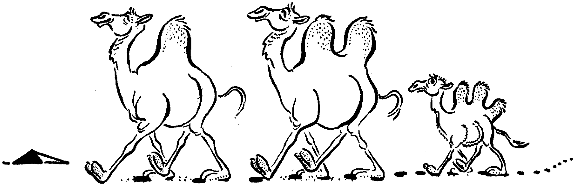 Desenho de Camelos para colorir