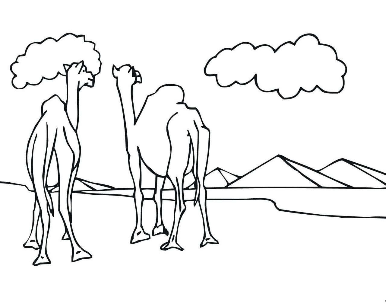 Desenho de Camelos para colorir
