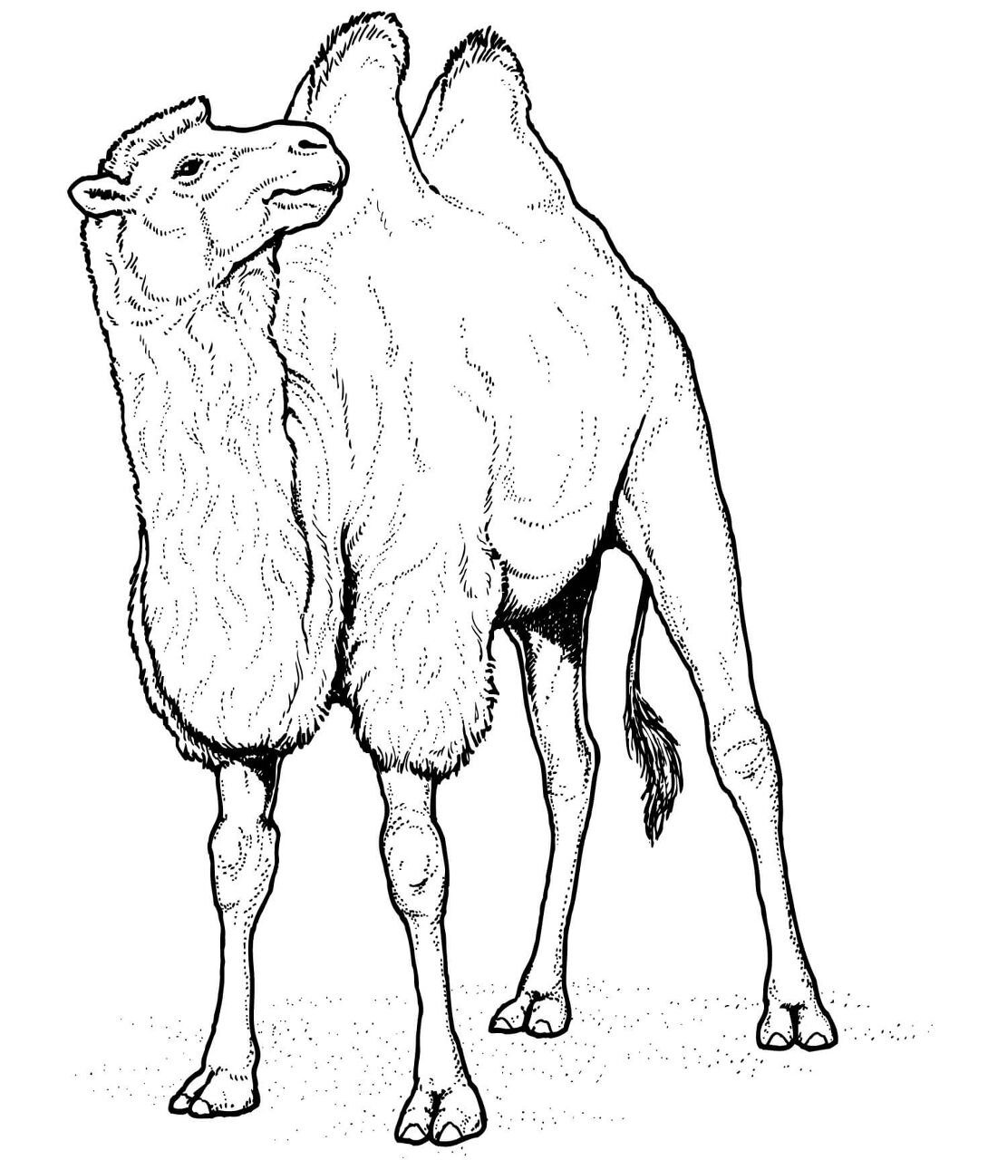 Desenho de Camelos para colorir