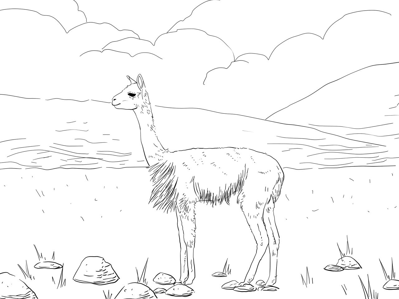 Desenho de Camelos para colorir