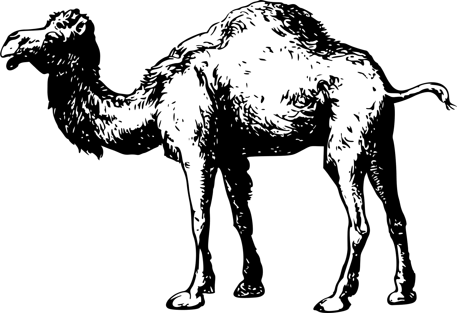 Desenho de Camelos para colorir
