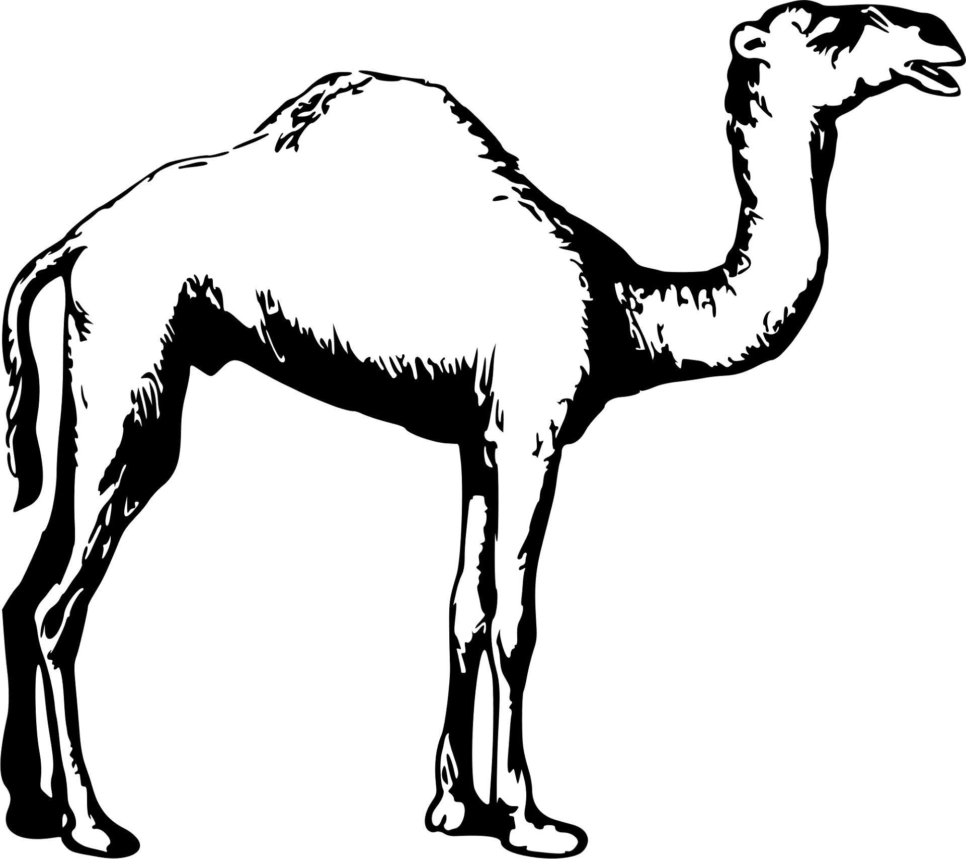 Desenho de Camelos para colorir