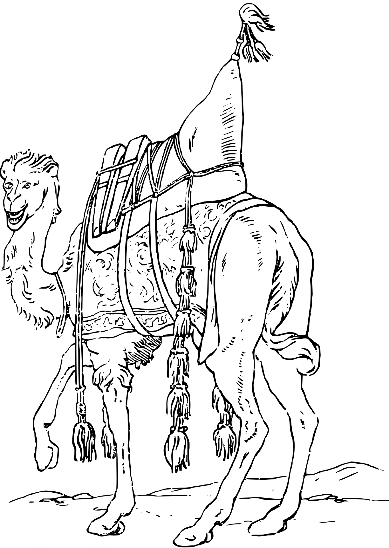 Desenho de Camelos para colorir