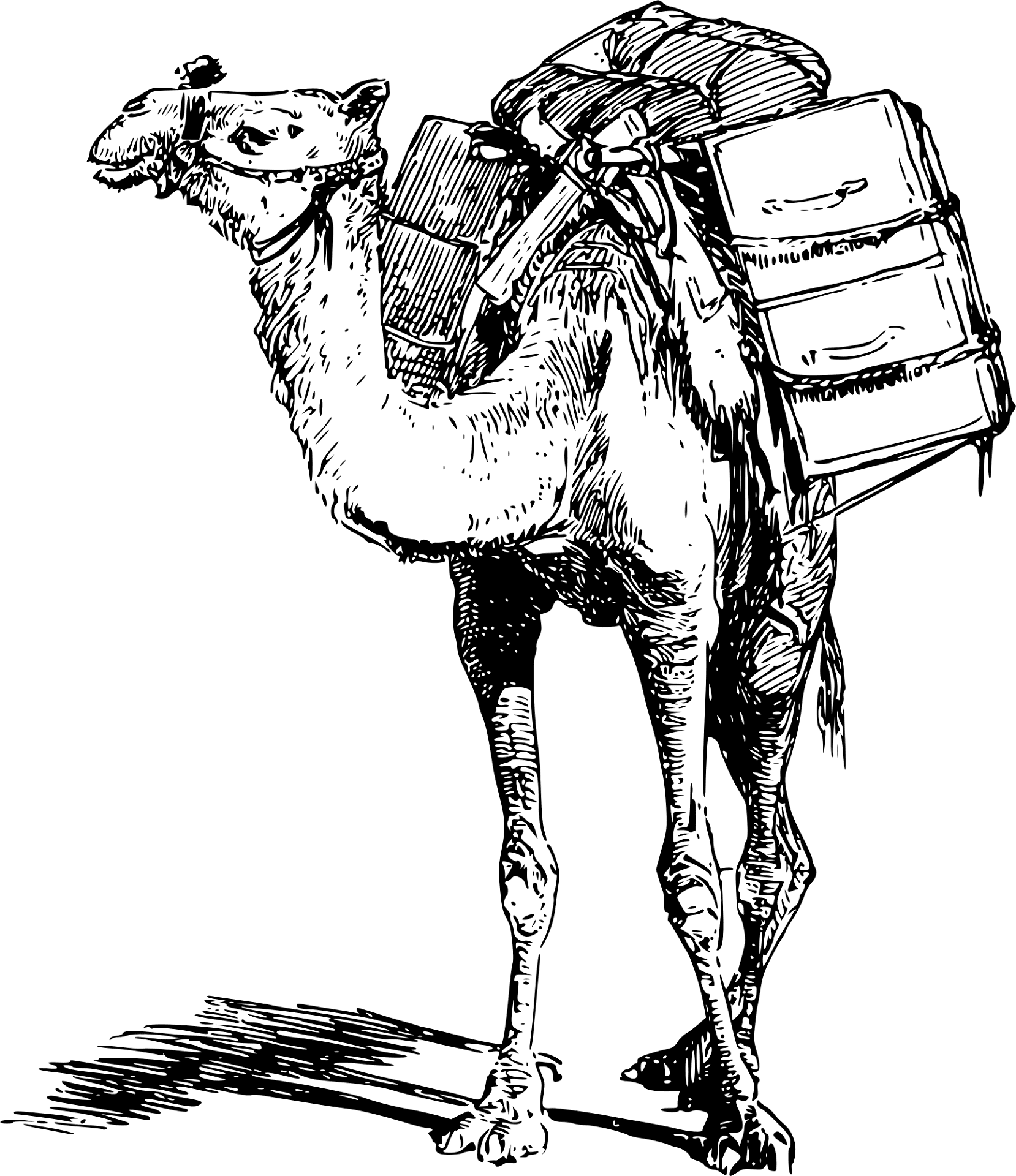 Desenho de Camelos para colorir