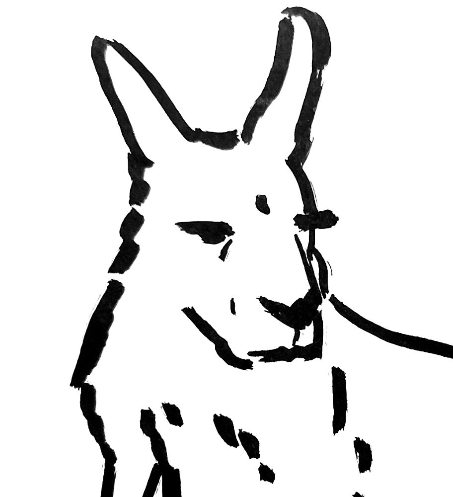 Desenho de Cangurus para colorir e imprimir: número 3