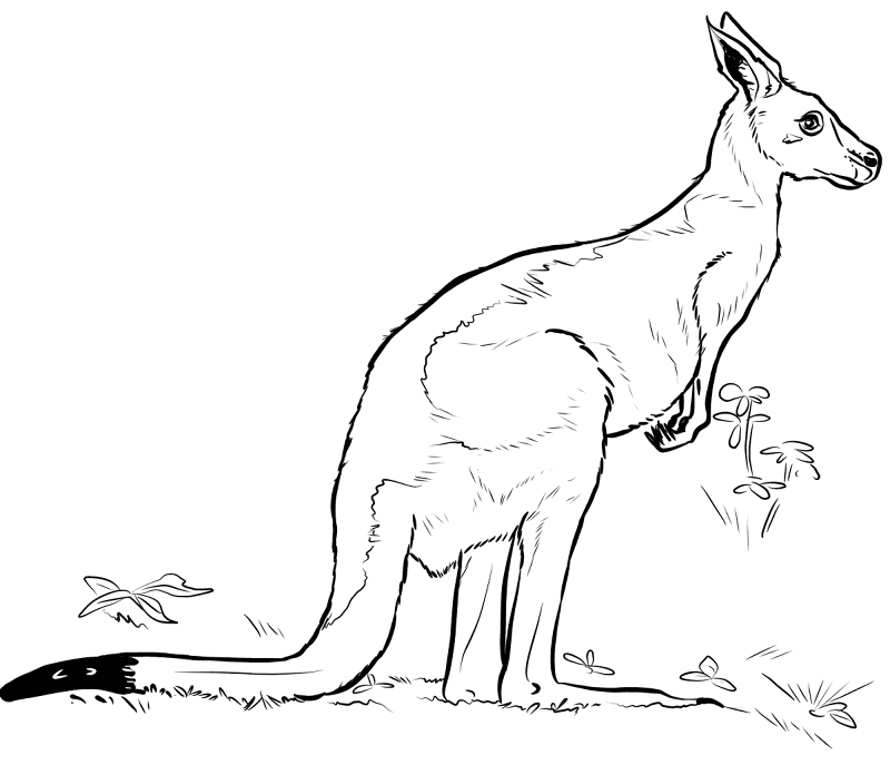 Desenho de Cangurus para colorir e imprimir: número 13