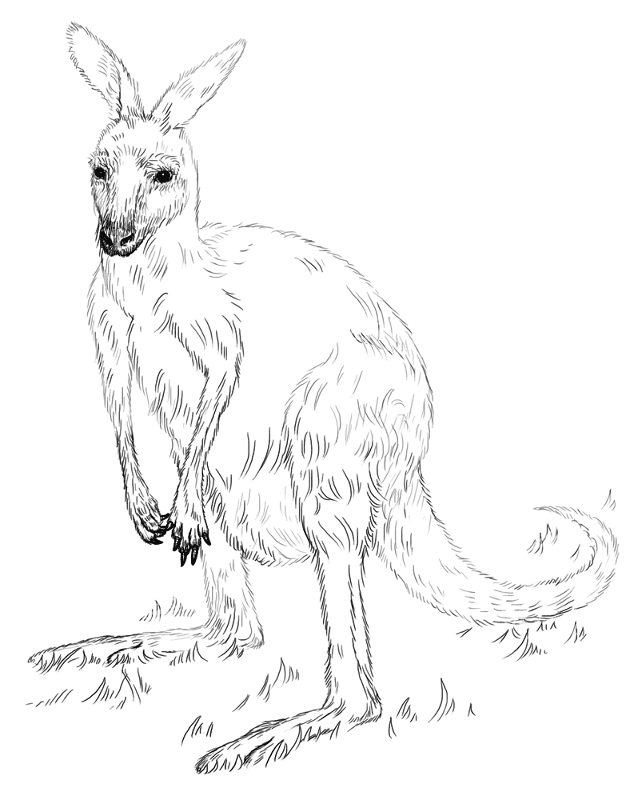 Desenho de Cangurus para colorir e imprimir: número 14