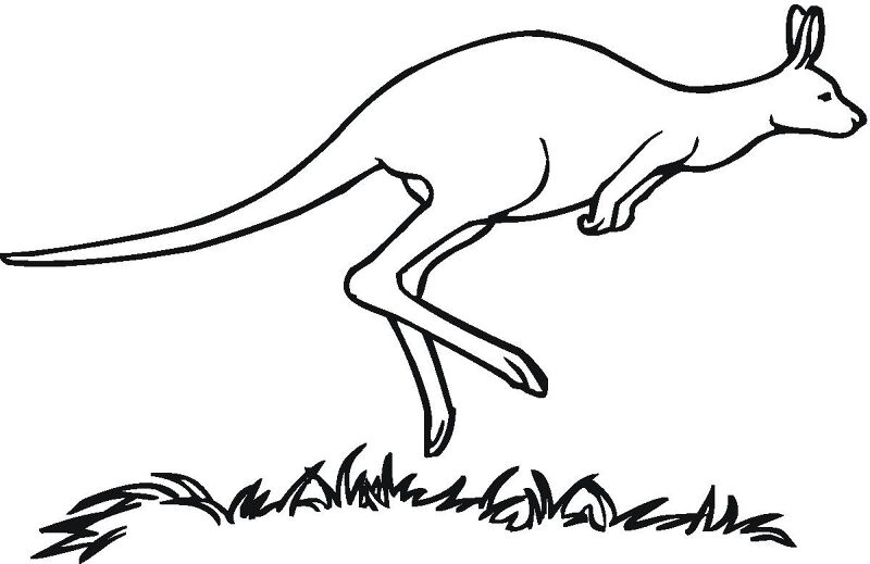 Desenho de Cangurus para colorir e imprimir: número 18
