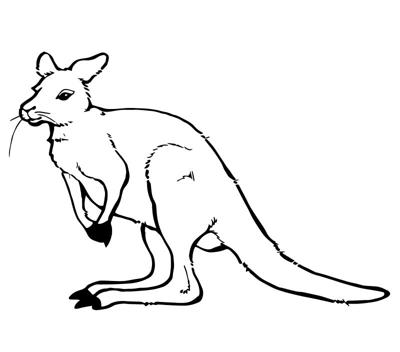 Desenho de Cangurus para colorir e imprimir: número 22