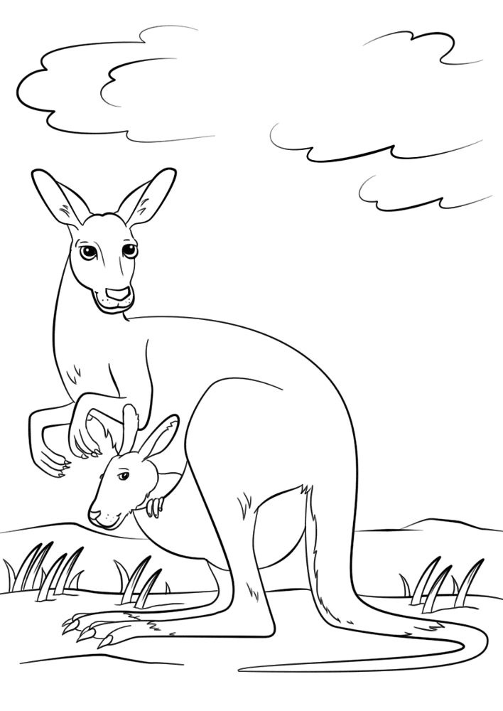 Desenho de Cangurus para colorir e imprimir: número 24