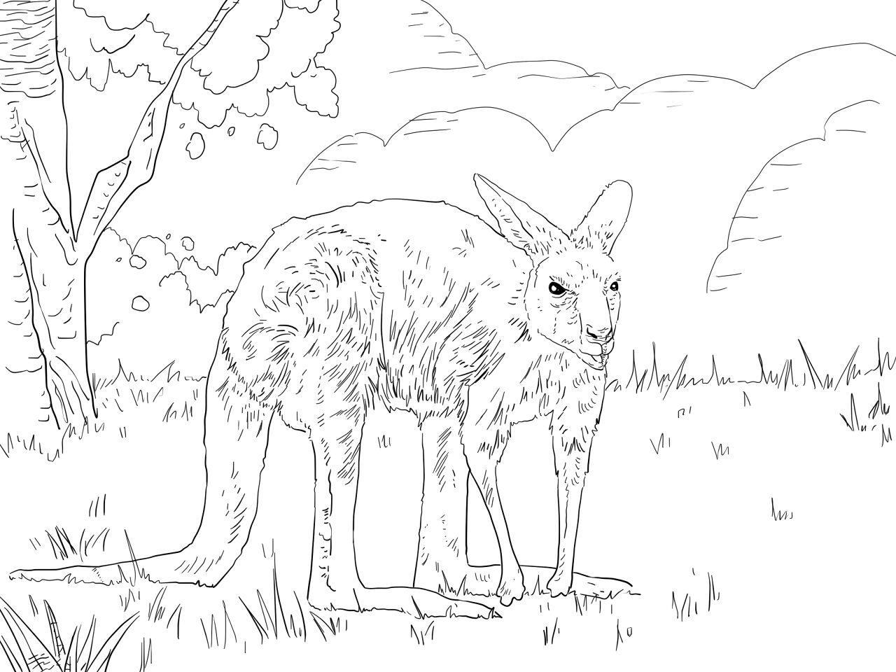 Desenho de Cangurus para colorir e imprimir: número 25