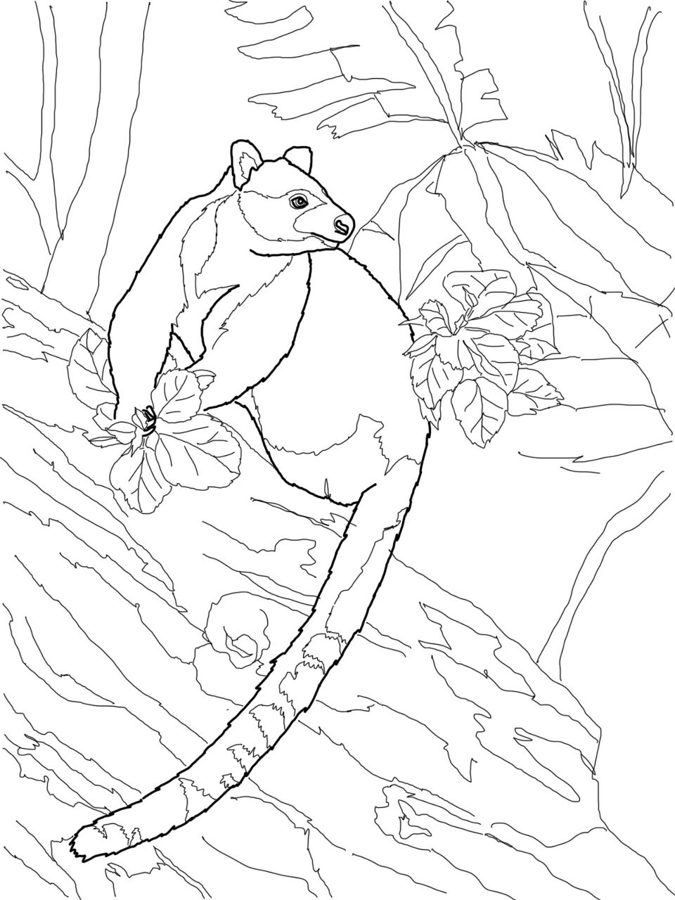 Desenho de Cangurus para colorir e imprimir: número 30