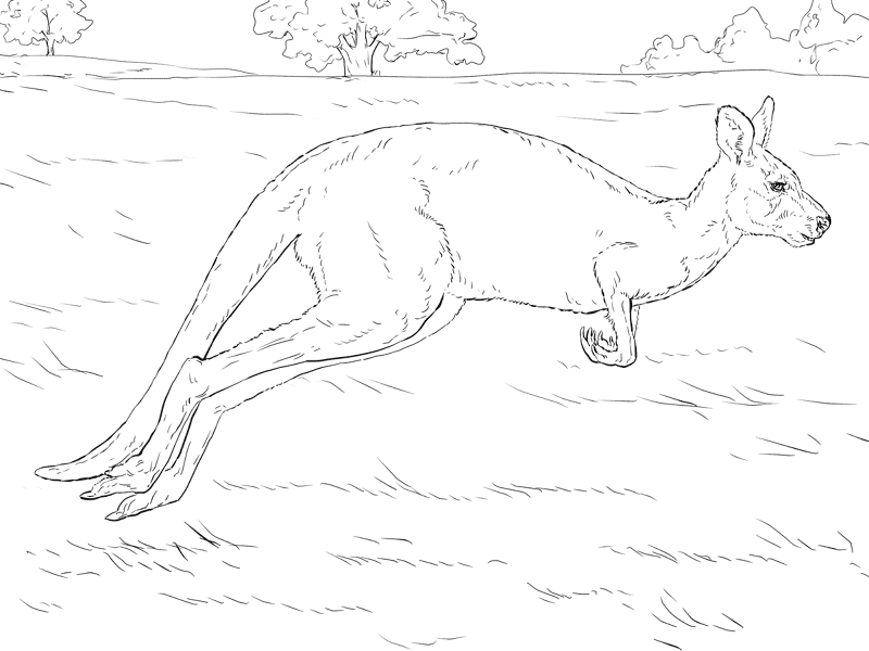 Desenho de Cangurus para colorir e imprimir: número 32