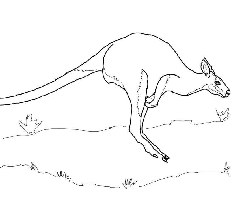 Desenho de Cangurus para colorir e imprimir: número 33