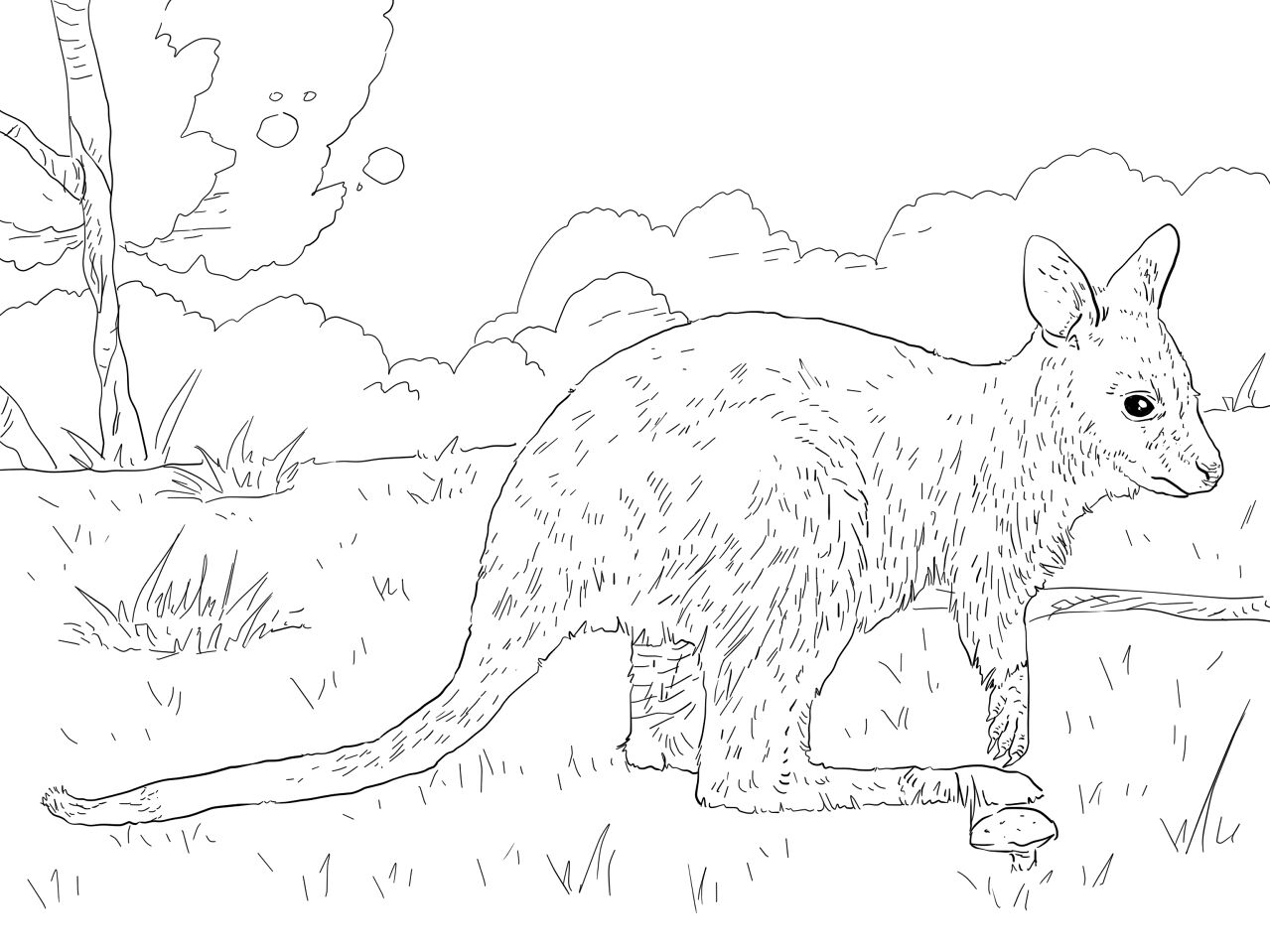 Desenho de Cangurus para colorir e imprimir: número 34