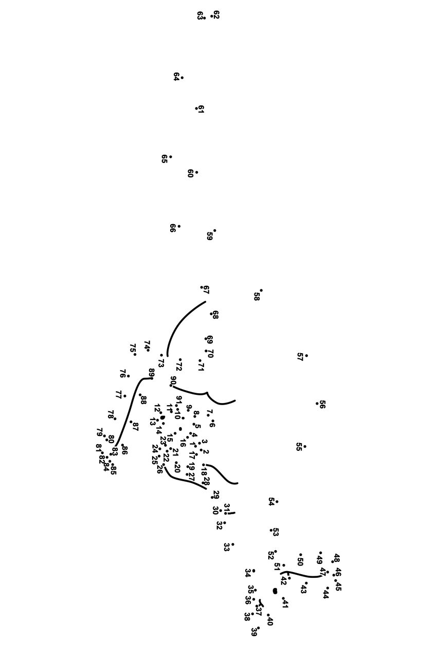Desenho de Cangurus para colorir e imprimir: número 39