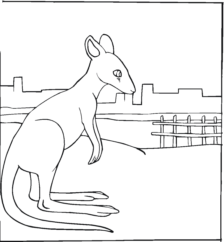 Desenho de Cangurus para colorir