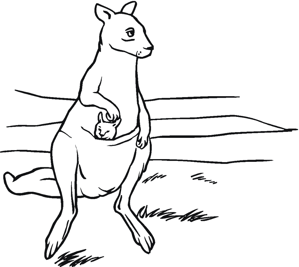 Desenho de Cangurus para colorir