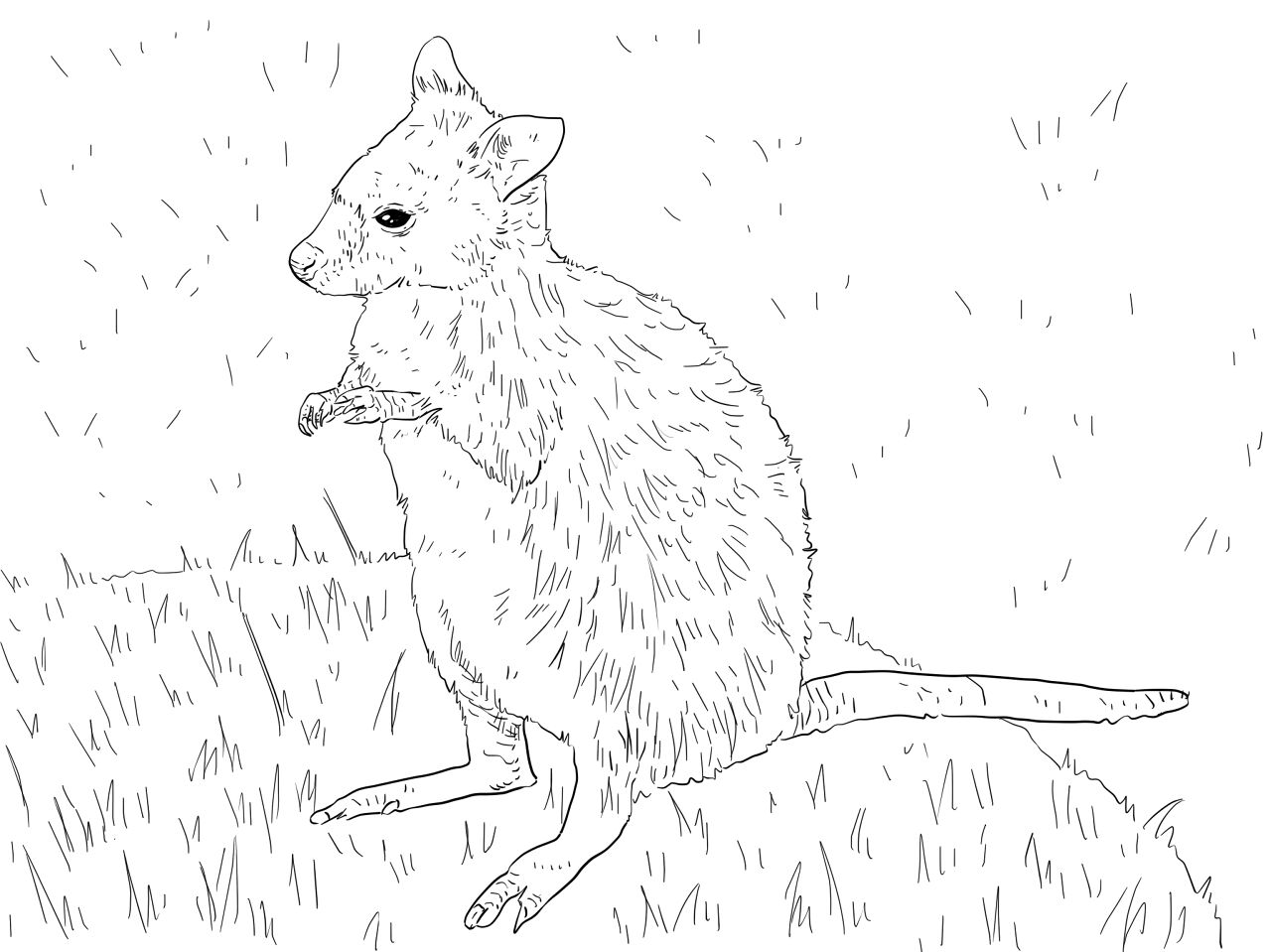 Desenho de Cangurus para colorir