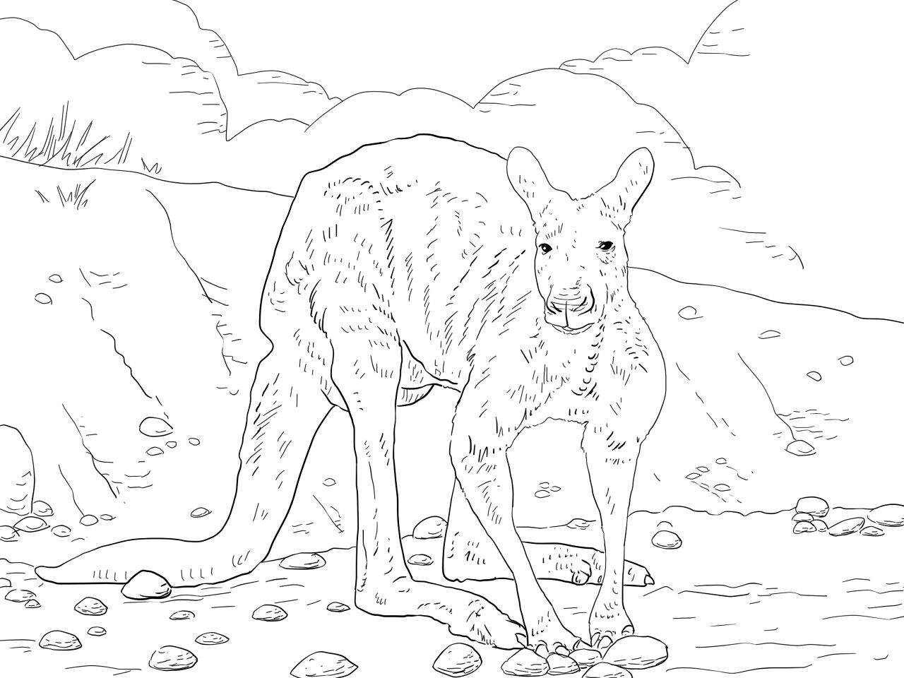 Desenho de Cangurus para colorir