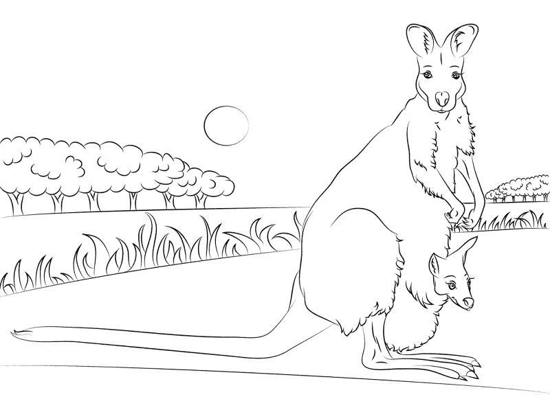 Desenho de Cangurus para colorir