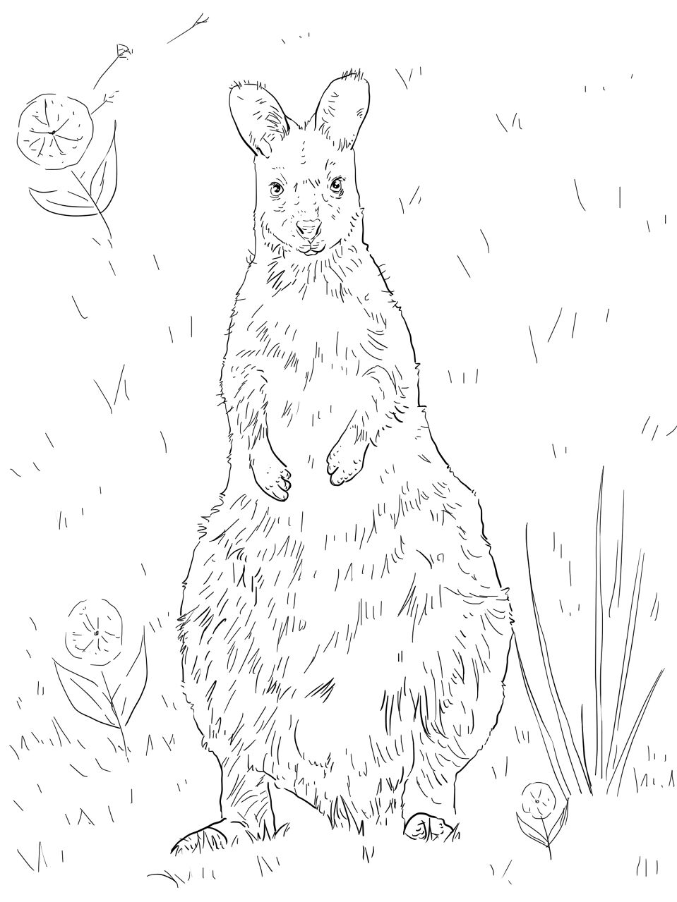 Desenho de Cangurus para colorir