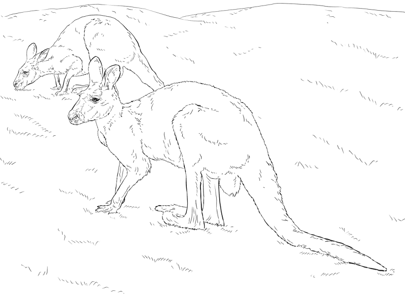 Desenho de Cangurus para colorir