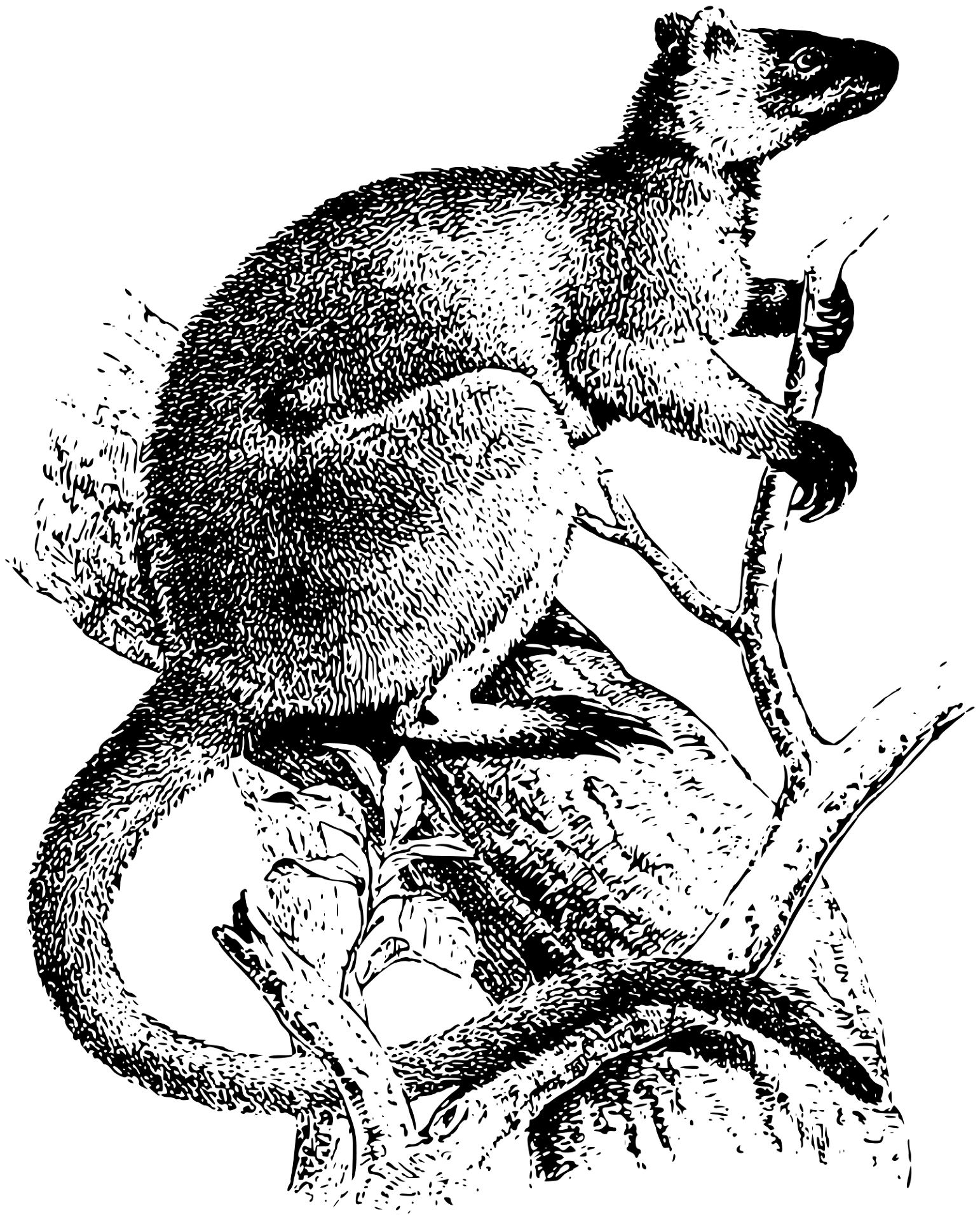 Desenho de Cangurus para colorir