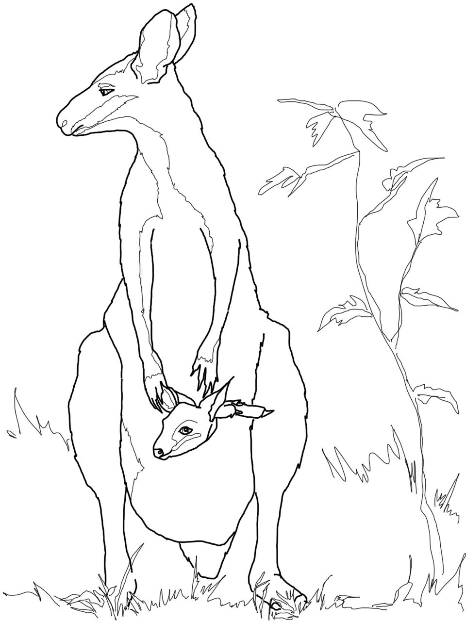 Desenho de Cangurus para colorir