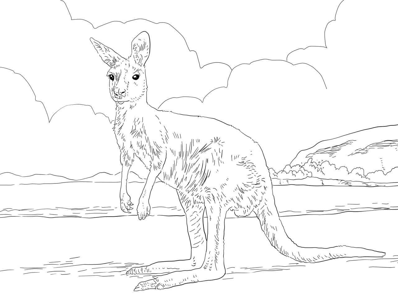 Desenho de Cangurus para colorir
