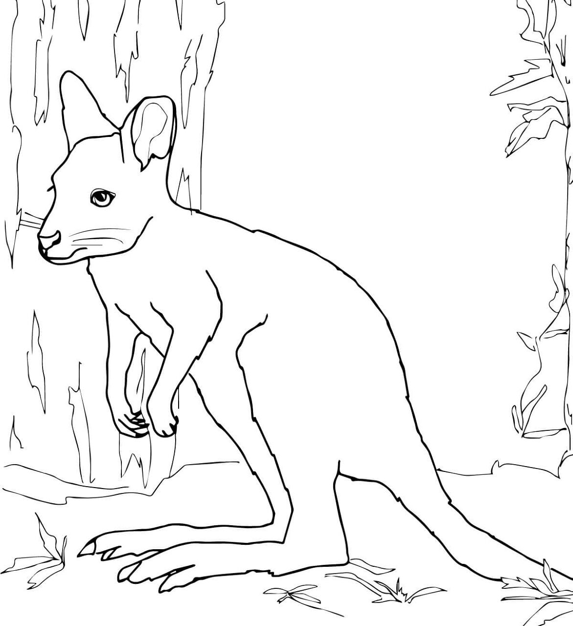 Desenho de Cangurus para colorir