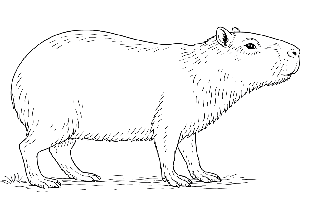 Desenho de Capivara para colorir e imprimir: número 22
