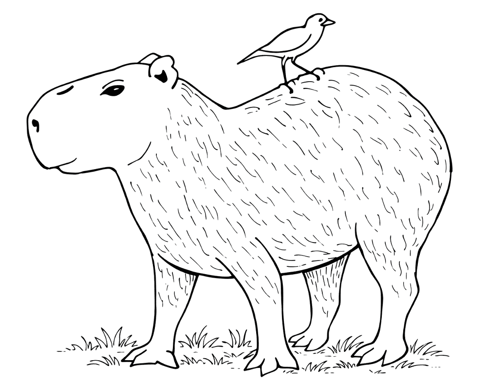 Desenho de Capivara para colorir e imprimir: número 23