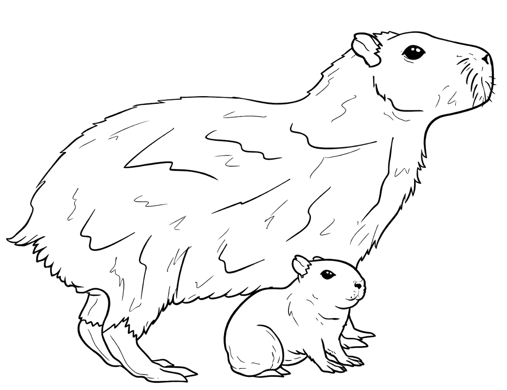 Desenho de Capivara para colorir e imprimir: número 24