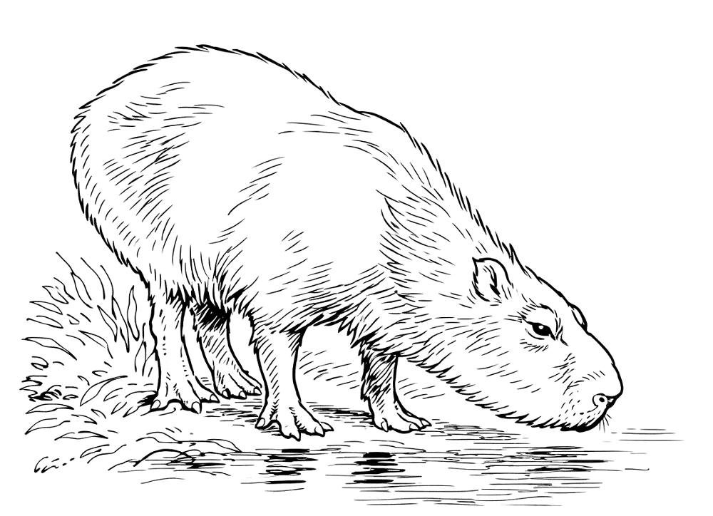 Desenho de Capivara para colorir e imprimir: número 26