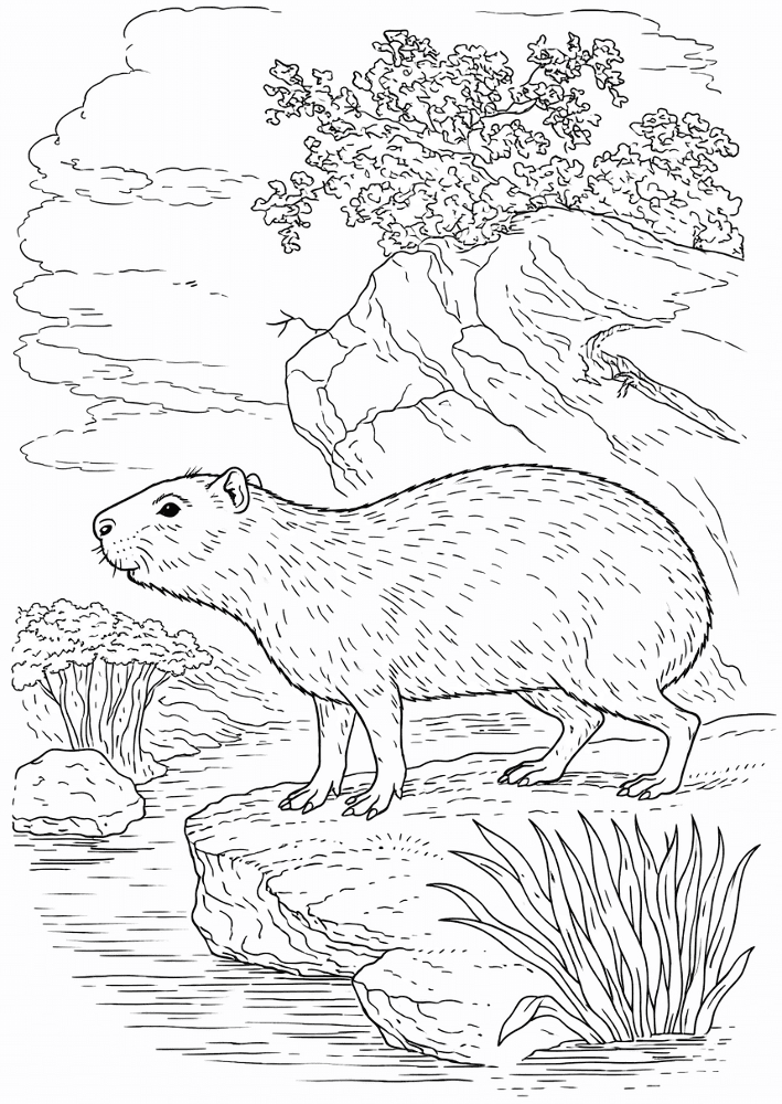 Desenho de Capivara para colorir e imprimir: número 29