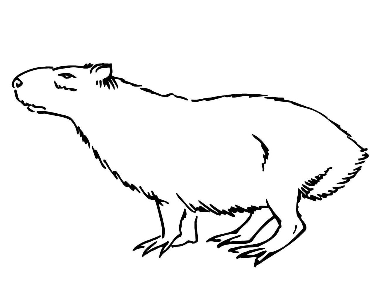 Desenho de Capivara para colorir e imprimir: número 30