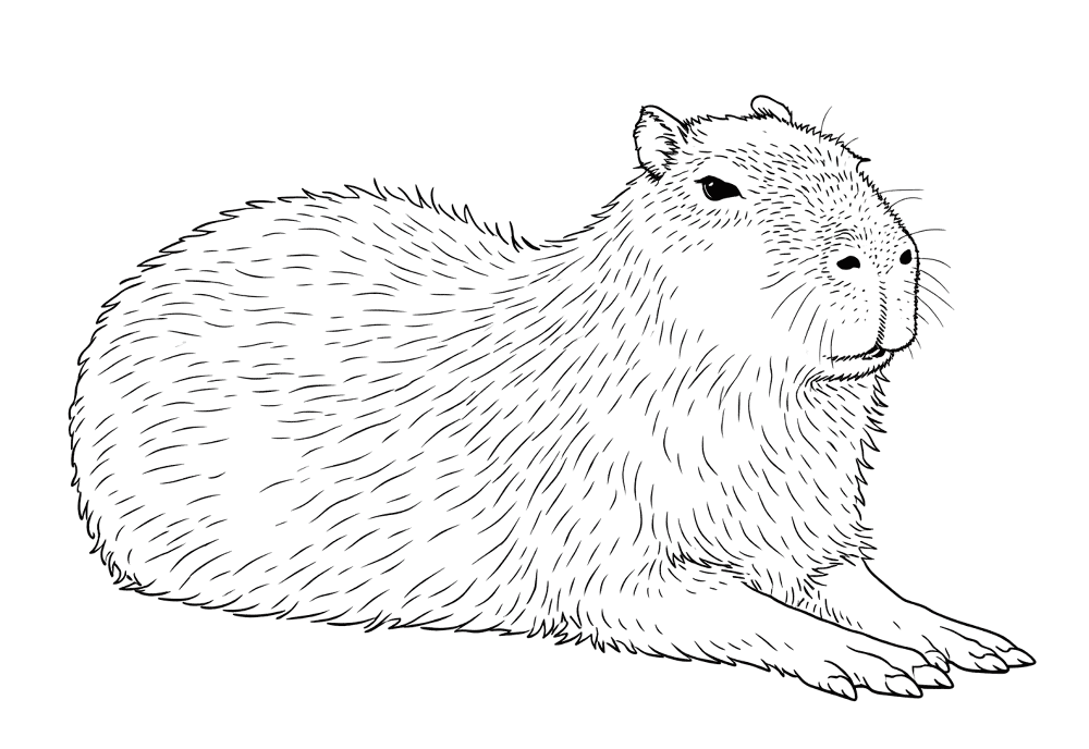 Desenho de Capivara para colorir e imprimir: número 35