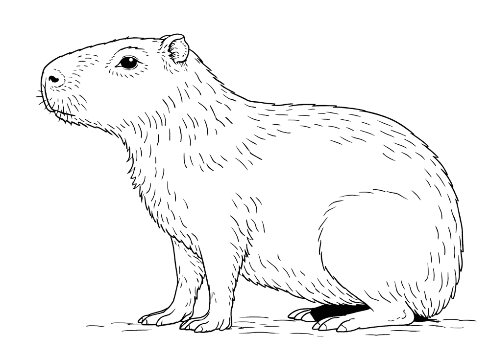Desenho de Capivara para colorir e imprimir: número 36