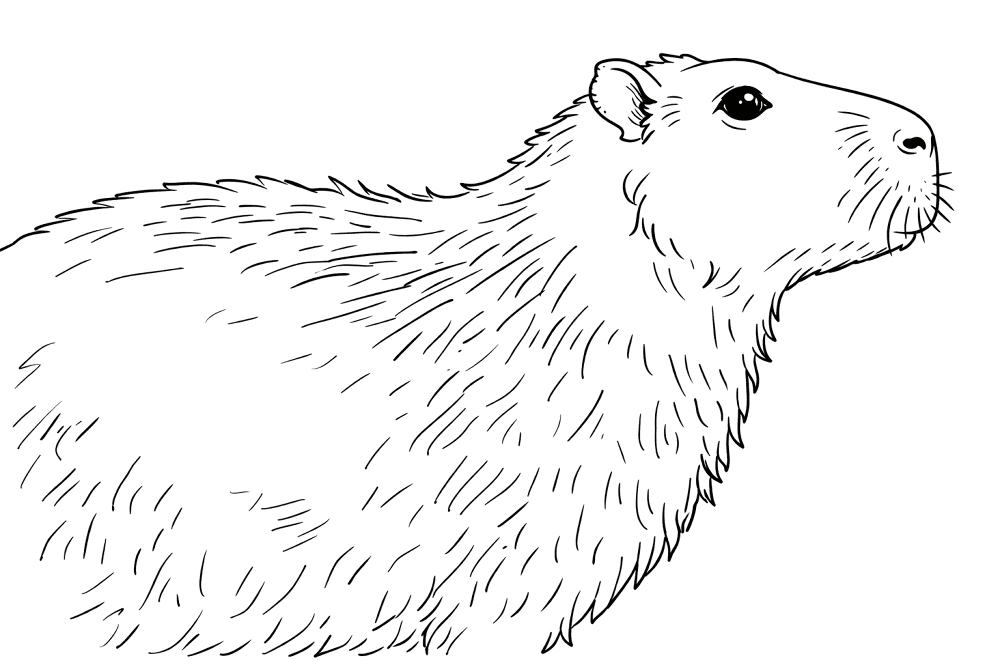Desenho de Capivara para colorir e imprimir: número 37