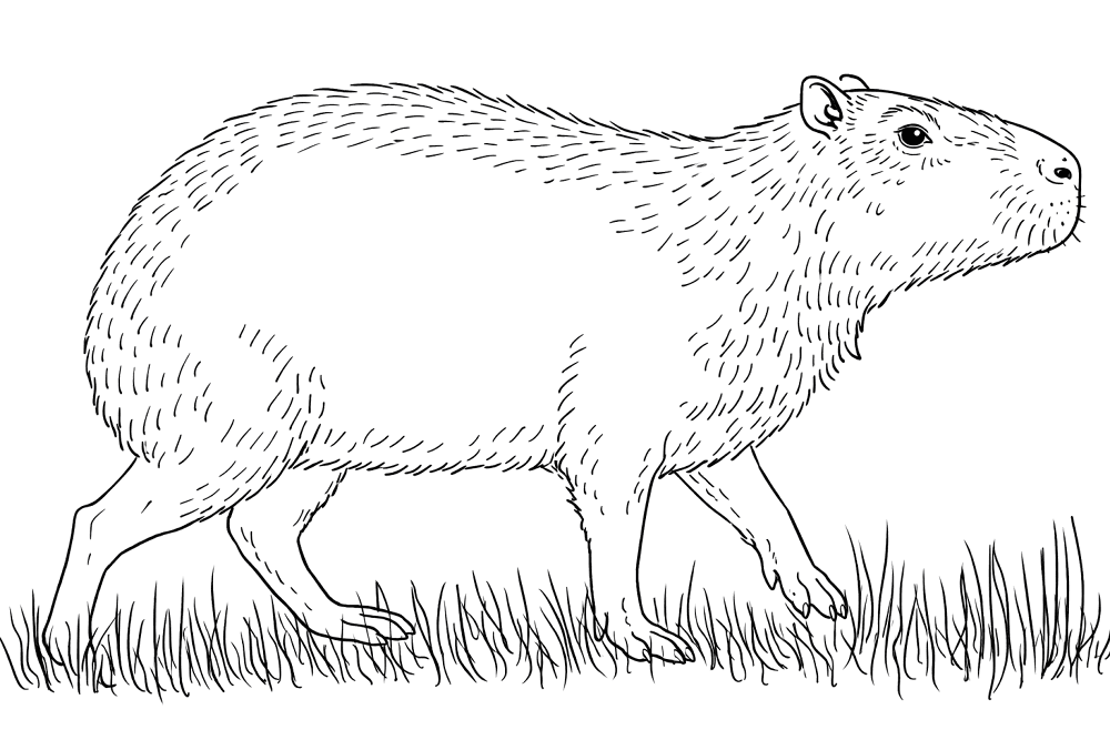 Desenho de Capivara para colorir e imprimir: número 38