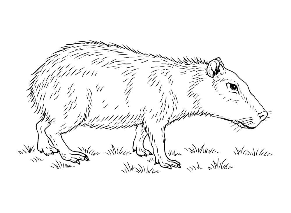 Desenho de Capivara para colorir e imprimir: número 39