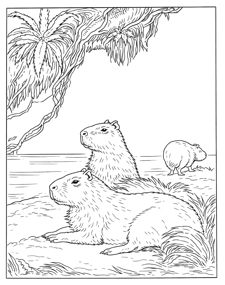 Desenho de Capivara para colorir e imprimir: número 44